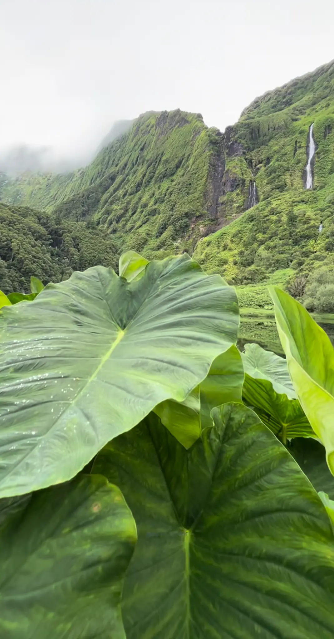 Tropical nature — lush green waterfall